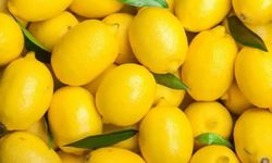 Mersin'de limon depolarına denetim