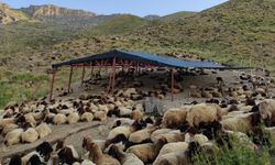 Siirt'te mera ıslah projeleri ile hayvancılık gelişiyor