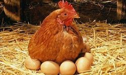 Tavuk eti ve yumurta üretimi arttı