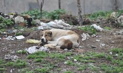 Başıboş köpekler kız çocuğunu yaraladı