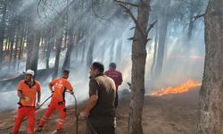 Bingöl’de çıkan orman yangını büyümeden söndürüldü