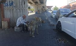 Karınları doyurulan köpek sürüsü gelene geçene saldırdı