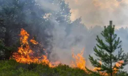 Yozgat'taki orman yangınında 2 çoban gözaltına alındı