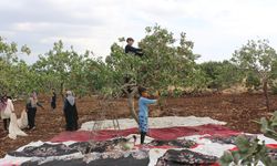 Fıstık hasadı nedeniyle okula gidemeyen çocuklar: Okulu çok özledik