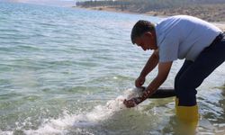 Adıyaman'da baraj gölüne milyonlarca şabut balığı bırakıldı