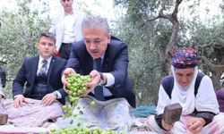 Mardin'de zeytin hasadına başlandı