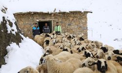 Kar yağışı nedeniyle mahsur kalan hayvanlar kurtarıldı