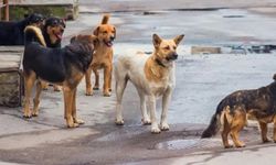 Başıboş köpeklerin saldırdığı çocuk ağır yaralandı