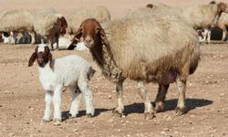 Tunceli'de şap karantinası