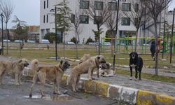 Belediyeler serbest bırakılan her sahipsiz köpek için cezalandırılacak