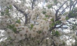 İlk cemre bugün havaya düşecek