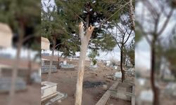 Şanlıurfa’da mezarlıktaki ağaçlar kesildi