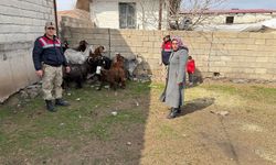 Şanlıurfa'da hayvan hırsızlığı operasyonu: 7 gözaltı