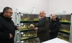 Ordu'da kaz yetiştiriciliği artıyor