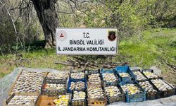 Bingöl’de 480 kök kenevir ele geçirildi