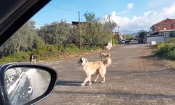 Bursa’da başıboş köpek sorunu büyüyor