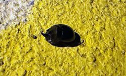 Diyarbakır'da, gergedan böceği bulundu