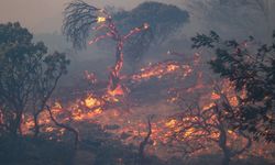 Güney Afrika'da orman yangını