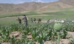 İslam Emirliği, Afganistan'da haşhaş tarlalarını imha etti