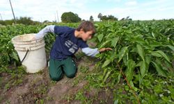 MEB, mevsimlik tarım işçisi ve göçer çocuklar için takip modülü geliştirdi