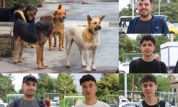 Şanlıurfalılar: Sokak köpekleri sorununa ilişkin yetkililer daha fazla önlem almalı
