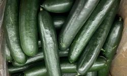 ABD'de salmonella salgını