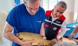 Adana’da balık üretim sezonu başladı: Hedef 12 milyonun üzerinde yavru sazan