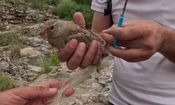 Ağlara takılan kum kekliği doğa fotoğrafçısı tarafından kurtarıldı