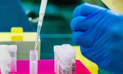 Avustralya'da yeni maymun çiçeği türünün ilk vakası bildirildi