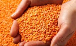 Batman, mercimek üretiminde Türkiye üçüncüsü oldu