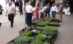 Batman'da fide satıcıları zor günler yaşıyor: Fidelerin onda yedisi elimizde kaldı