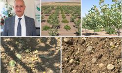 Batman'da fıstık ağaçları zarar gördü: Çiftçi hasar tespiti bekliyor