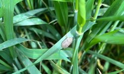 Batman’da süne ile mücadele devam ediyor