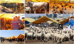 Besicilerden kurbanlık alacaklara "son güne bırakmayın" uyarısı