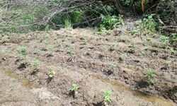 Bingöl’de 330 kök kenevir ele geçirildi