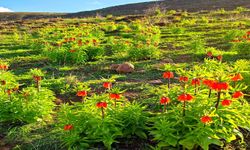 Bingöl’de ters laleler görsel şölen sunuyor