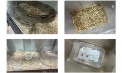 Bursa’da kaçak egzotik hayvanlar ele geçirildi