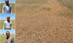 Çınarlı çiftçiler: Ekinlerimiz kurudu ne su var ne elektrik