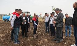 Cizre beş yıl sonra Fıstıkçılığın merkezi olacak