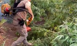 Diyarbakır'da 3 milyon 476 bin kök kenevir ve skunk ele geçirildi