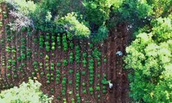 Diyarbakır'da 7 milyon 543 bin 818 kök kenevir ve Skunk ele geçirildi