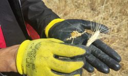 Hasankeyf'te kuraklık zararı tespit çalışması yapıldı