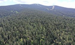 Isparta'da ormanlara giriş yasağı getirildi