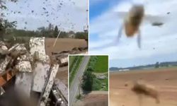 Kamyonun devrilmesi sonucu 250 milyon arı serbest kaldı