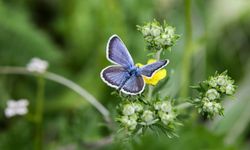Kelebeklerin benzersiz havada "asılı kalışı" mikrodronlar için ilham oldu