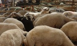 Küçükbaş hayvan üreticilerine 3,9 milyar liralık destek