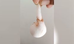 Mardin'de görenlerde merak uyandıran tavuk yumurtası