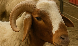 Otlatma alanına dökülen zehirli karışımı yiyen 76 koyun telef oldu