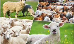 Şanlıurfa 2025 kurban kesim alanları açıklandı