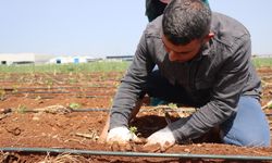 Şanlıurfa’da ata tohumları toprakla buluşturuldu